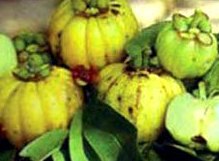 Garcinia Cambogia natural fat burning fruit