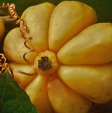 Garcinia Cambogia what does it look like