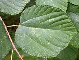 what is white mulberry leaf
