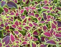 Forskolin plant extract