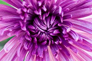 Purple Chrysanthemum and weight loss